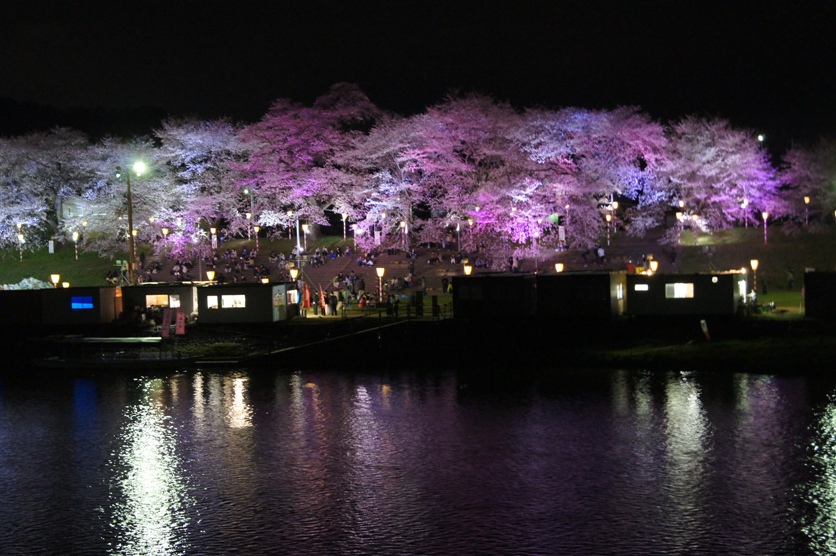 夜桜.jpg